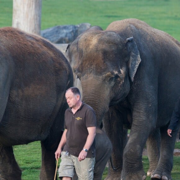 Exclusif - La Princesse Stéphanie de Monaco devient la marraine d'un bébé éléphant nommé Ta Wan (rayon de soleil), âgé de 5 semaines, lors d'une visite au parc animalier de Pairi Daiza en Belgique. Le 26 octobre 2017. La princesse a également rencontré un panda.