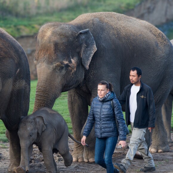 Exclusif - La Princesse Stéphanie de Monaco devient la marraine d'un bébé éléphant nommé Ta Wan (rayon de soleil), âgé de 5 semaines, lors d'une visite au parc animalier de Pairi Daiza en Belgique. Le 26 octobre 2017. La princesse a également rencontré un panda.