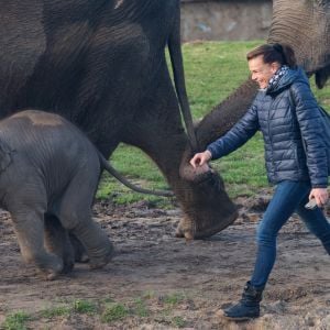 Exclusif - La Princesse Stéphanie de Monaco devient la marraine d'un bébé éléphant nommé Ta Wan (rayon de soleil), âgé de 5 semaines, lors d'une visite au parc animalier de Pairi Daiza en Belgique. Le 26 octobre 2017. La princesse a également rencontré un panda.