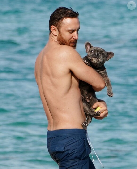 David Guetta et sa compagne Jessica Ledon profitent d'une belle journée ensoleillée en compagnie de leur petit Bulldog sur une plage à Miami le 19 novembre 2018