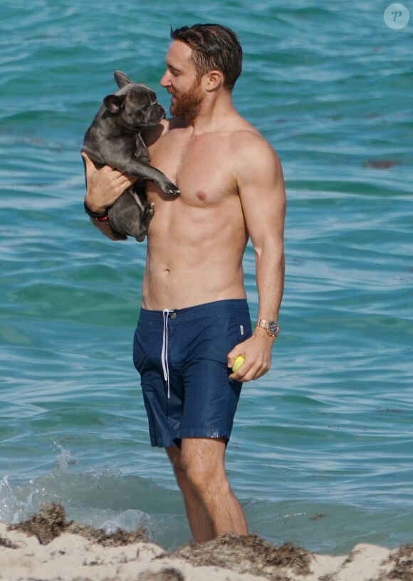 David Guetta et sa compagne Jessica Ledon profitent d'une belle journée ensoleillée en compagnie de leur petit Bulldog sur une plage à Miami le 19 novembre 2018