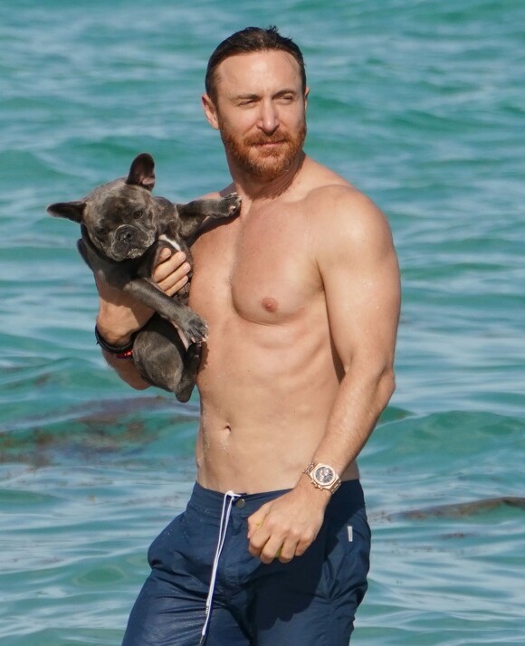 David Guetta et sa compagne Jessica Ledon profitent d'une belle journée ensoleillée en compagnie de leur petit Bulldog sur une plage à Miami le 19 novembre 2018