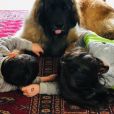 Abbie, Peter les enfants de Faustine Bollaert et leur chien - Instagram, 5 mars 2019