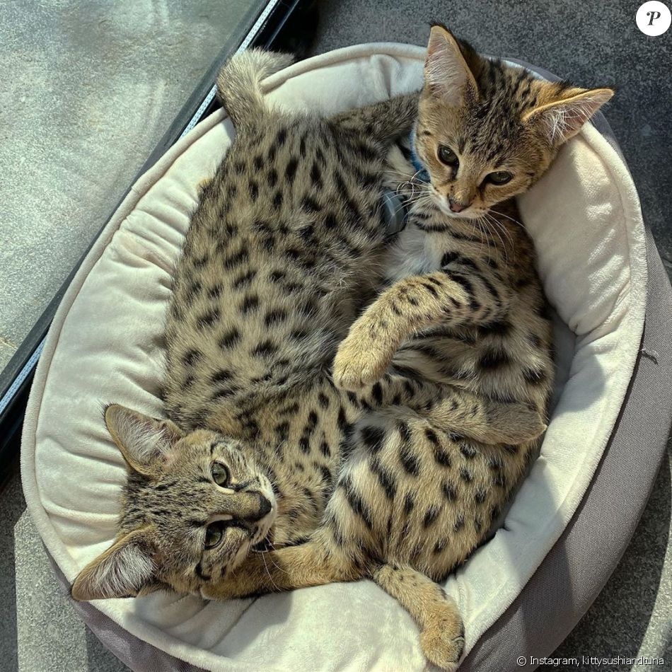 Sushi Et Tuna Les Nouveaux Chatons Savannah De Justin Bieber Sur Instagram Octobre 19 Purepeople Sushi Et Tuna Les Nouveaux Chatons Savannah De Justin Bieber Sur Instagram Octobre 19 Purepeople