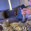 Sushi et Tuna, les nouveaux chatons Savannah de Justin Bieber, sur Instagram, octobre 2019.