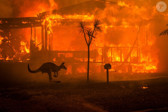 Pink et Nicole Kidman s'engagent à faire un don de 500 000 $ pour aider à combattre les incendies de forêt en Australie (janvier 2020).