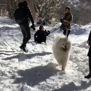 Alizée, sa fille Annily, Grégoire Lyonnet et Johann Jacotey à la neige en Corse, le 26 janvier 2019. Ici avec Jon Snow !