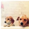 Guy et Hobart, les chiens de Meghan Markle, au bain, photo Instagram juillet 2016