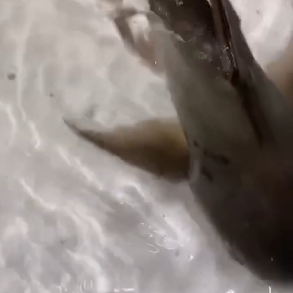 Jazz et Laurent reçoivent un requin en cadeau, le 9 juillet 2020