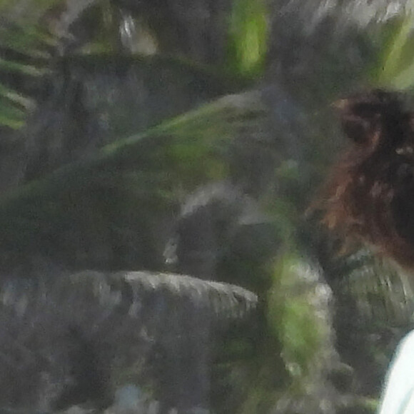 Exclusif - Nina Dobrev et son compagnon Shaun White s'embrassent lors d'une baignade sur la plage à Tulum le 18 août 2020.
