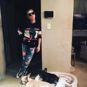 Lady Gaga et ses chiens en 2017.
