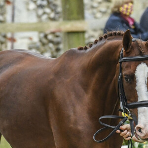 Zara Phillips (Tindall) présente son cheval Class Affair avant un concours de sauts à Burnham le 16 septembre 2020.