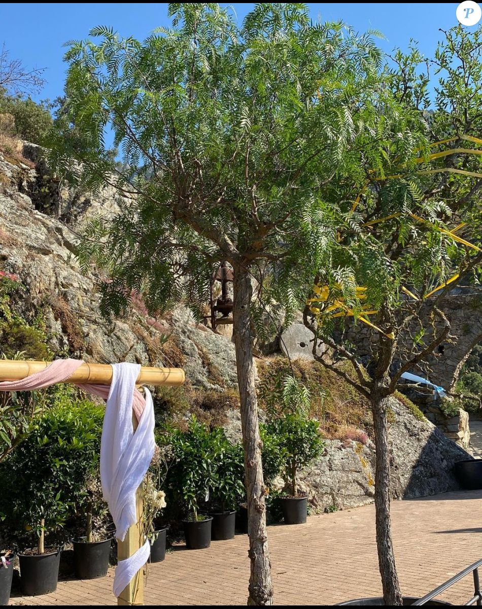 Christine Bravo a dévoilé en photos ses cadeaux reçus pour son mariage en Corse : des plantes, des arbres... Instagram, juin 2022.