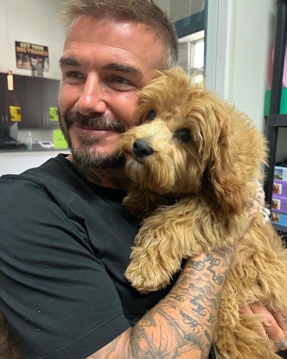 David Beckham et son chien Simba.