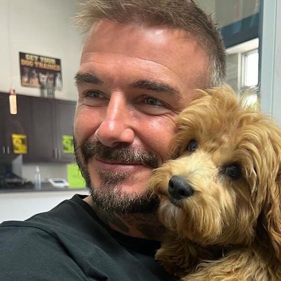 David Beckham et son chien Simba.