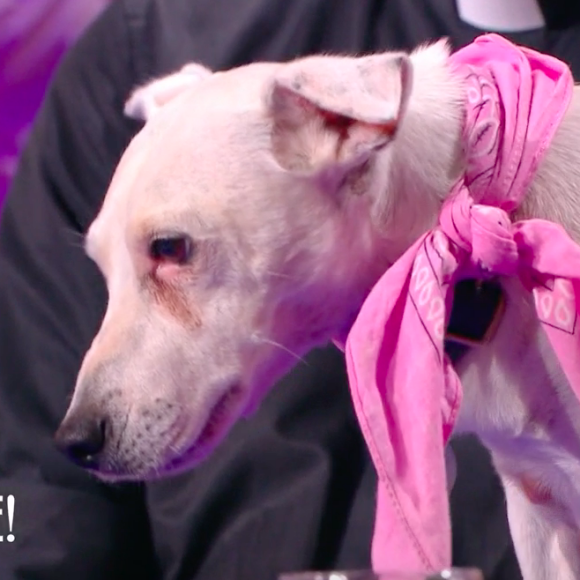 Petit accrochage entre Jean-Luc Mélanchon et Jean-Paul Rouve à cause du chien de l'acteur dans "Quelle époque !" sur France 2. Le 24 septembre 2022.