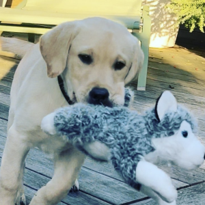 Le couple a en effet adopté Tigane, un petit labrador de 3 mois.