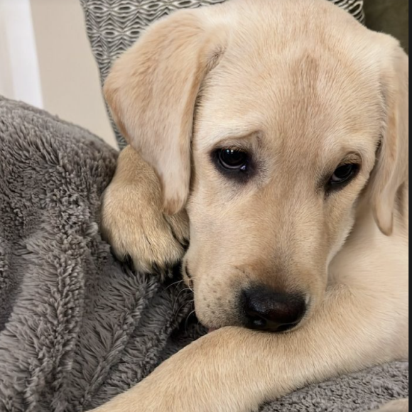 Mais comment rester fâché contre cette adorable petite boule de poils ? Cela est en tout cas impossible pour Hugo Manos qui lui a rapidement pardonné.