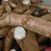CASSAVE : Plus connu sous le nom du manioc, si elle est mal préparée, la cassave peut être mortelle car elle peut sécréter du cyanure. A ajouter que de nombreuses personnes sont allergiques au manioc.