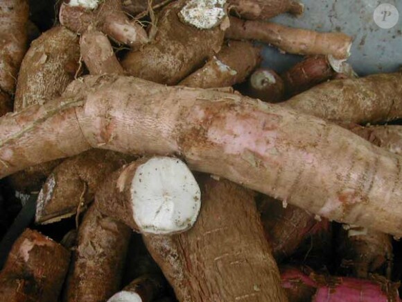 CASSAVE : Plus connu sous le nom du manioc, si elle est mal préparée, la cassave peut être mortelle car elle peut sécréter du cyanure. A ajouter que de nombreuses personnes sont allergiques au manioc.