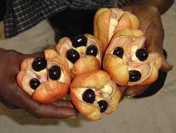 ACKEE : En Jamaïque, c'est le fruit national, pourtant il peut provoquer un coma et la mort. L'Ackee est gorgé de poison appelé hypoglycine, alors il faut attendre que le fruit s'ouvre de lui-même pour qu'il soit consommable. 