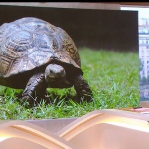 C'est alors que Thomas Sotto s'est mis à imiter une tortue
Thomas Sotto se lance dans d'incroyables imitations, le 23 mai 2023, avant le lancement de "Télématin", sur France 2