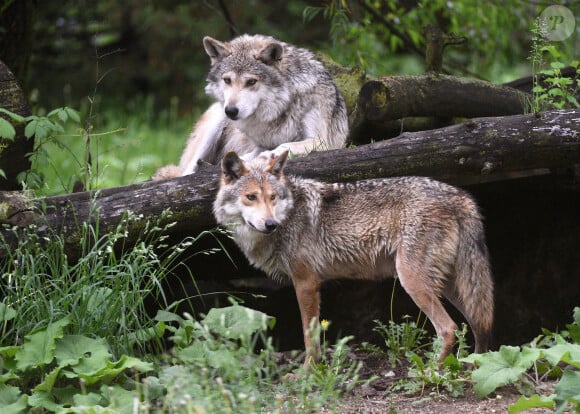 En tout cas, non loin du Vernet, il y a un mois, un troupeau a été attaqué par des loups. 
Image d'illustration de loups.
