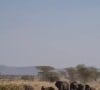 C'est loin, très loin de Paris et des responsabilités que la chroniqueuse découvre une faune et une flore totalement différente de celles présentes en Europe.
Géraldine Maillet au Serengeti National Park. Le 27 juillet 2023.