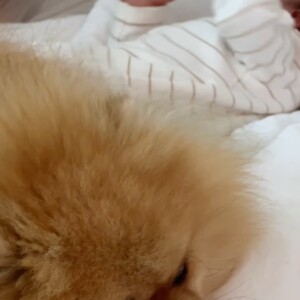 Les internautes ont pu découvrir des premières images du nourrisson habillé d'un très élégant ensemble blanc à rayures. A ses côtés, Roméo, le chien de la famille qui semblait veiller sur lui.