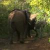Un éléphant charge la voiture des fermières 