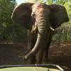 Un éléphant charge la voiture des fermières 