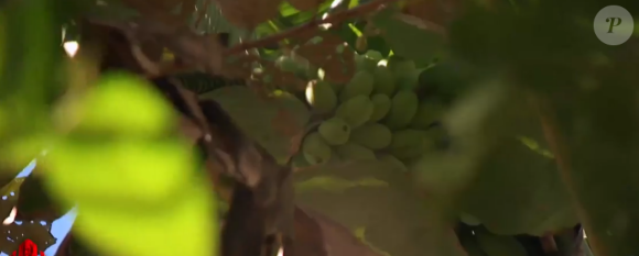 Lors de cette promenade, Maxime a trouvé un régime de bananes impressionnant.
Premier épisode de "Koh-Lanta, Les Chasseurs d'immunité" sur TF1.