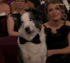 Il a d'abord salué le chien du film Anatomie d'une Chute. 
Jimmy Kimmel - Ouverture de la cérémonie des Oscars, 11 mars 2024.