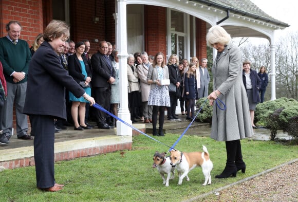 Son autre jack russell
Camilla Parker-Bowles, duchesse de Cornouailles fait faire un parcours agility à son chien "Beth" lors de sa visite dans un refuge pour animaux à Old Windsor le 1er février 2017. 