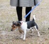 Qu'elle avait récupérée en 2011 dans un refuge 
Camilla Parker-Bowles, duchesse de Cornouailles fait faire un parcours agility à son chien "Beth" lors de sa visite dans un refuge pour animaux à Old Windsor le 1er février 2017. 