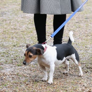 Qu'elle avait récupérée en 2011 dans un refuge 
Camilla Parker-Bowles, duchesse de Cornouailles fait faire un parcours agility à son chien "Beth" lors de sa visite dans un refuge pour animaux à Old Windsor le 1er février 2017. 