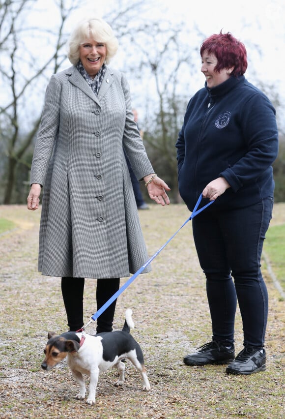 Qu'elle avait récupérée en 2011 dans un refuge 
Camilla Parker-Bowles, duchesse de Cornouailles fait faire un parcours agility à son chien "Beth" lors de sa visite dans un refuge pour animaux à Old Windsor le 1er février 2017. 