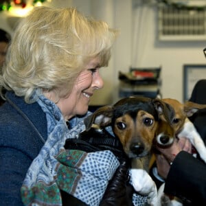 Le meme refuge où elle viendra chercher un an plus tard Bluebell
La Duchesse de Cornouailles, Camilla Parker Bowles, se rend a un refuge pour chiens Battersea Dogs & Cats a Londres le 12 decembre 2012 