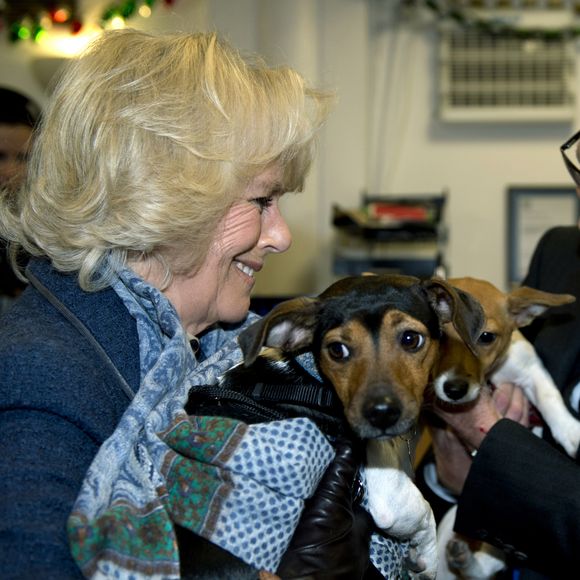Le meme refuge où elle viendra chercher un an plus tard Bluebell
La Duchesse de Cornouailles, Camilla Parker Bowles, se rend a un refuge pour chiens Battersea Dogs & Cats a Londres le 12 decembre 2012 