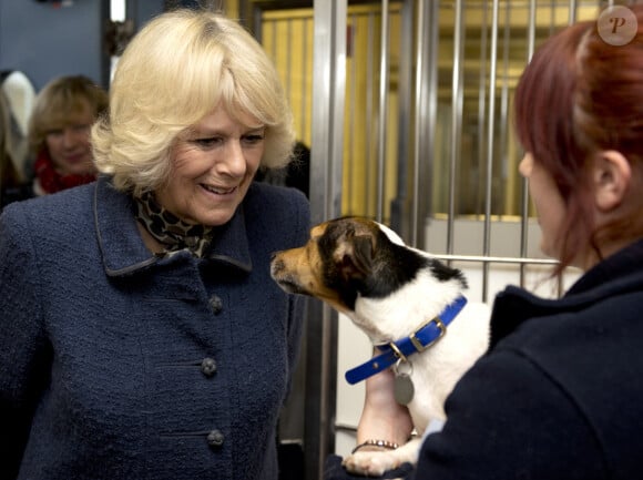 La Duchesse de Cornouailles, Camilla Parker Bowles, se rend a un refuge pour chiens Battersea Dogs & Cats a Londres le 12 decembre 2012 