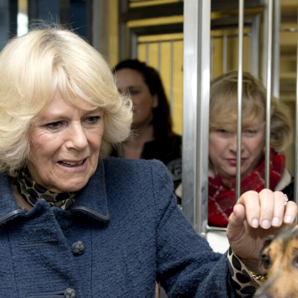 La Duchesse de Cornouailles, Camilla Parker Bowles, se rend a un refuge pour chiens Battersea Dogs & Cats a Londres le 12 decembre 2012 