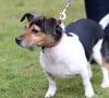 A savoir sa chienne Beth
Camilla Parker-Bowles, duchesse de Cornouailles fait faire un parcours agility à son chien "Beth" lors de sa visite dans un refuge pour animaux à Old Windsor le 1er février 2017. 