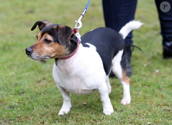 A savoir sa chienne Beth
Camilla Parker-Bowles, duchesse de Cornouailles fait faire un parcours agility à son chien "Beth" lors de sa visite dans un refuge pour animaux à Old Windsor le 1er février 2017. 