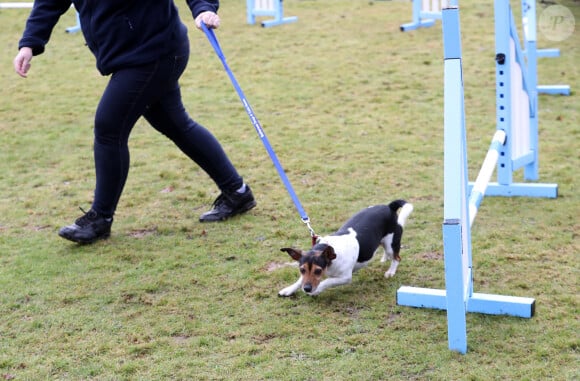 Camilla Parker-Bowles, duchesse de Cornouailles fait faire un parcours agility à son chien "Beth" lors de sa visite dans un refuge pour animaux à Old Windsor le 1er février 2017. 