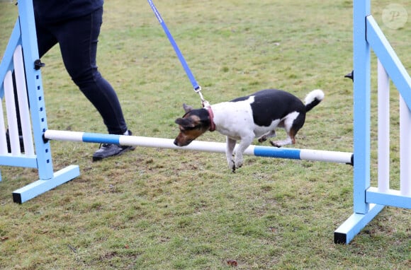 Camilla Parker-Bowles, duchesse de Cornouailles fait faire un parcours agility à son chien "Beth" lors de sa visite dans un refuge pour animaux à Old Windsor le 1er février 2017. 