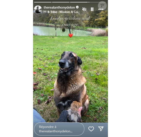 Le canidé a obtenu tout plein d'amour de la part d'Anthony et Loup Delon
Loubo, le chien d'Alain Delon