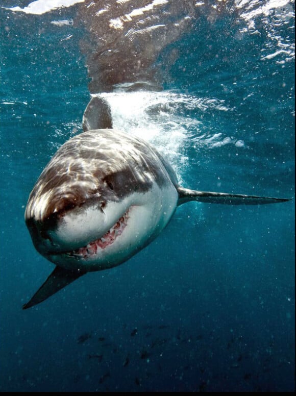 Grand Requin blanc en Australie