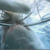 Yves Rénier est dans la cage et un requin blanc attaque l'armature ! En Australie en septembre 2010