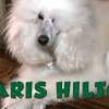 Paris Hilton et Mario Lopez prêtent leurs voix à deux chiens dans un  téléfilm américain. Bande-annonce.
