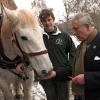 Le 3 décembre 2010, le prince Charles réceptionnait son sapin de Noël, porté par un Percheron. Son épouse Camilla, dans le même temps, se démultipliait entre inaugurations et rencontres avec des écoliers.